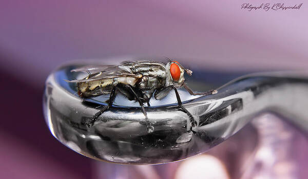 Macro Photography Art Print featuring the digital art Fly on a tap 0122 by Kevin Chippindall