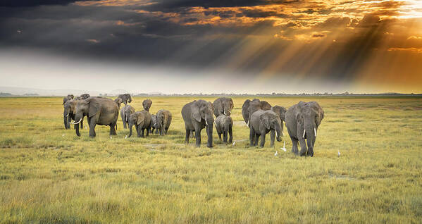 Panorama Art Print featuring the photograph For The Love Of Elephants by Jeffrey C. Sink
