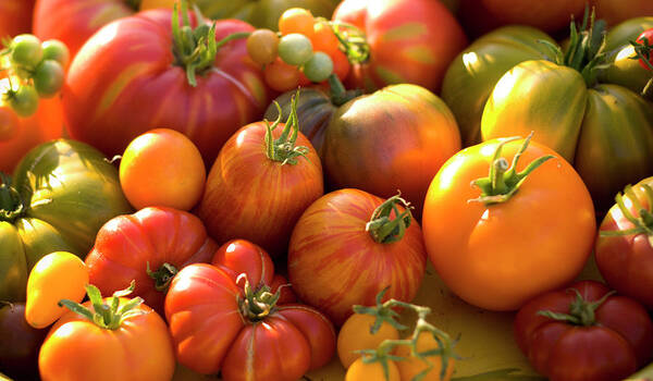 Season Art Print featuring the photograph Fresh Heirloom Tomatoes Homegrown by Funwithfood