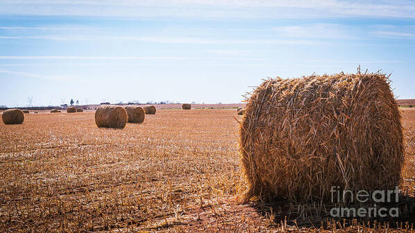 Hay Art Print featuring the photograph Hay Rolls by Dheeraj Mutha