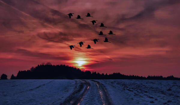 Geese Art Print featuring the photograph Heading South by Mountain Dreams