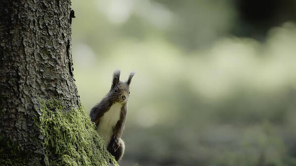 Squirrel Art Print featuring the photograph Here I Am by Hannes Bertsch