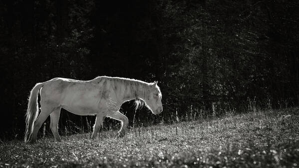 Horse Art Print featuring the photograph Life is an Uphill Battle by Holly Ross