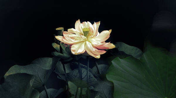 Lotus Art Print featuring the photograph Lotus Nelumbo by Jessica Jenney