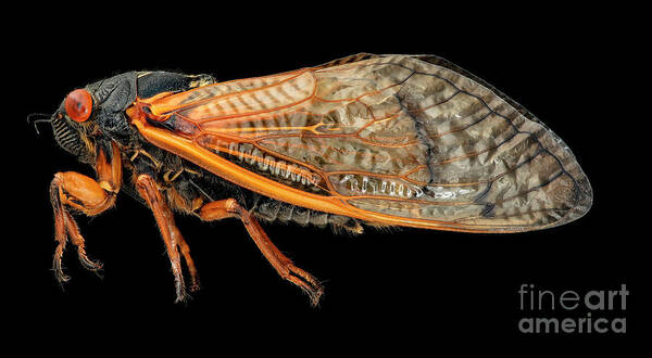 17-year Cicada Art Print featuring the photograph Magicicada Cassinii Cicada by Us Geological Survey/science Photo Library
