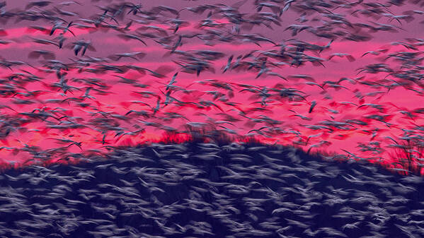 Geese Art Print featuring the photograph Migrating Snow Geese In Slow Motion by Jane