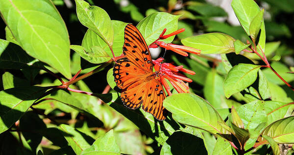 Butterfly Art Print featuring the photograph Monarch by Rick Redman