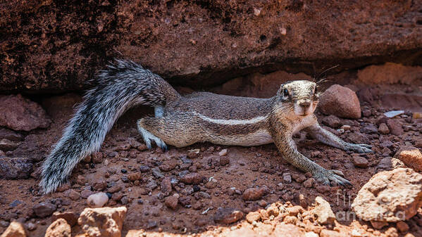 Squirrel Art Print featuring the photograph Namibian ground squirrel posing by Lyl Dil Creations