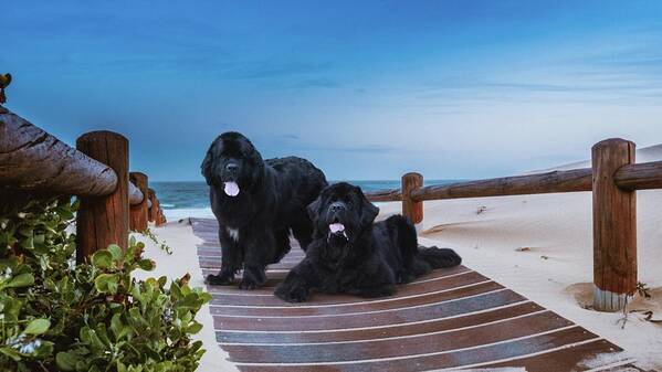 Newfies Art Print featuring the photograph Newfies, Magnificent Water Dogs by Philip And Robbie Bracco