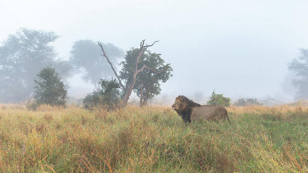 Lion Art Print featuring the photograph On The Hunt by Hamish Mitchell