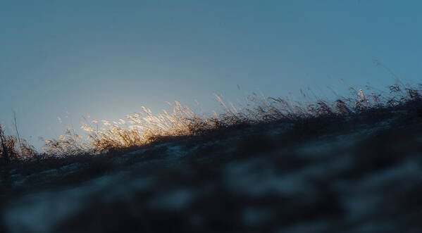 Grass Art Print featuring the photograph On the Ridge by Phil And Karen Rispin