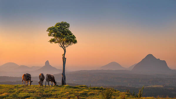 Lone Tree
Glasshouse Mountains
Australian Landscape
Cows
Morning Light
Mountains
Queensland Australia Art Print featuring the photograph One Tree Hill Maleny by Emanuel Papamanolis