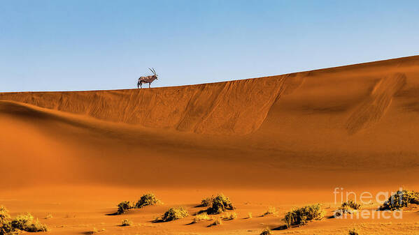 Gemsbok Art Print featuring the photograph Oryx on the dune, Namibia by Lyl Dil Creations