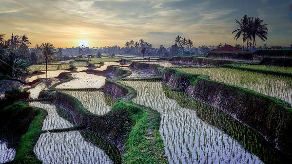Sunset Art Print featuring the photograph Paddy Fields Forever by Eden Antho
