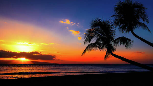 Palm Trees Sunset Art Print featuring the photograph Palm Trees Sunset by Jonathan Ross