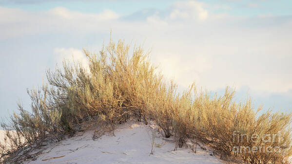 White Sands National Monument Art Print featuring the photograph Peaceful Dunes by Doug Sturgess