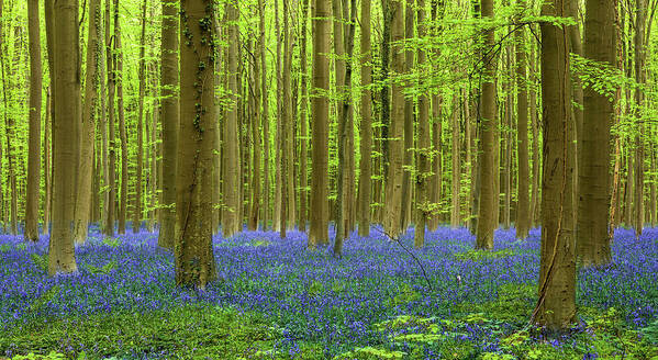 Bluebells Art Print featuring the photograph Peaceful sight by Jorge Maia