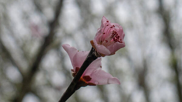 Flower Art Print featuring the photograph Peach Blossom by Ivars Vilums