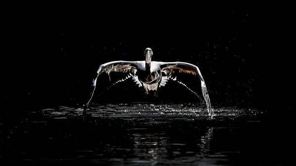 Pelican Art Print featuring the photograph Pelican Flight 2 by Eiji Itoyama
