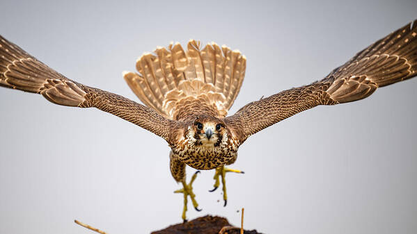 Falcon Art Print featuring the photograph Peregrine Falcon Taking Off by Som Prasad
