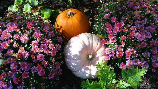 Pumpkin Art Print featuring the photograph Perfect Pumpkins by Ally White