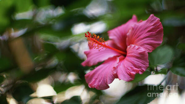 Beautiful Art Print featuring the photograph Pink Hibiscus Flower by Pablo Avanzini