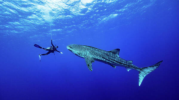 Whaleshark Art Print featuring the photograph Playing With The Whale Shark by Thomas Marti