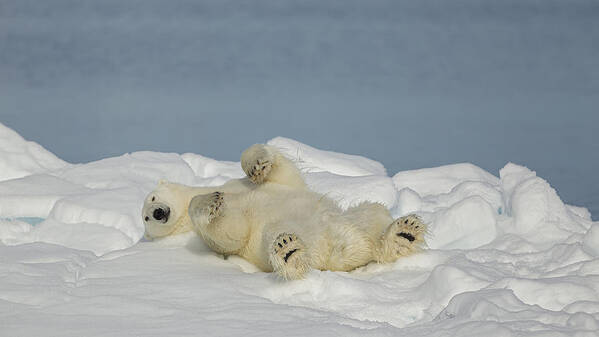 Humor Art Print featuring the photograph Polar Bear In Relax by Joan Gil Raga
