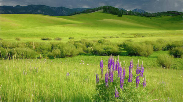 Lupines Art Print featuring the photograph Pop of Purple by Marcy Wielfaert