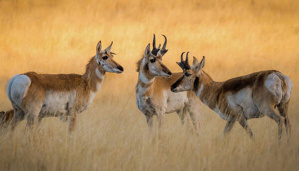 Pronghorn Art Print featuring the photograph Pronghorn Morning Meeting by Gary Kochel