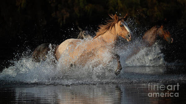 Horse Art Print featuring the photograph River Run by Shannon Hastings