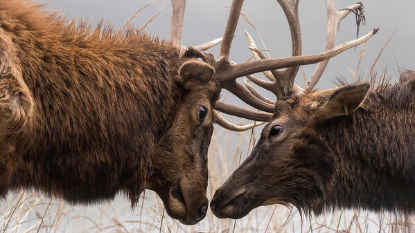Elk Art Print featuring the photograph Sparring Buddies by Holly Ross