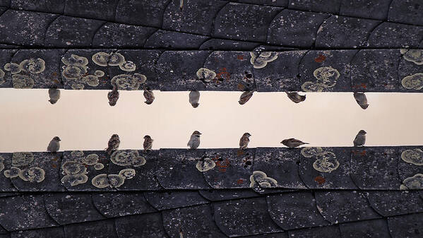 In A Row Art Print featuring the photograph Sparrows Sitting On Rooftop by Sebastian Schneider