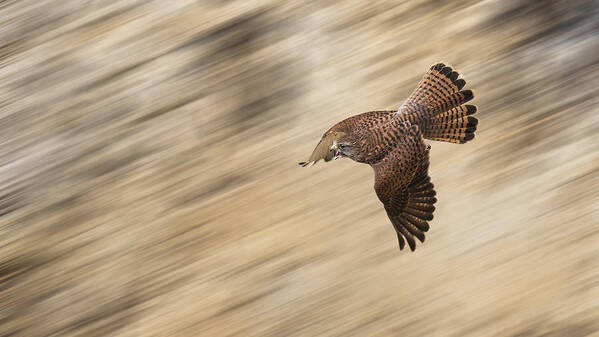 Falcon Art Print featuring the photograph Speeding Falcon by Kieran O Mahony