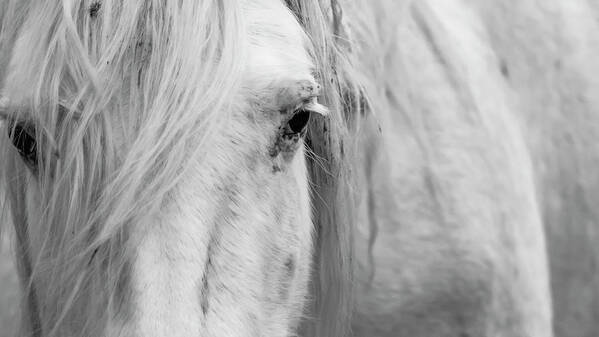 Wild Horse Art Print featuring the photograph Spirit of the Wild by Holly Ross