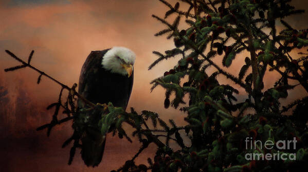 Eagle Art Print featuring the photograph Stalking by Janie Johnson