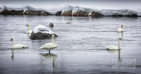 Timothy Hacker Art Print featuring the photograph Swans In Winter 1 by Timothy Hacker