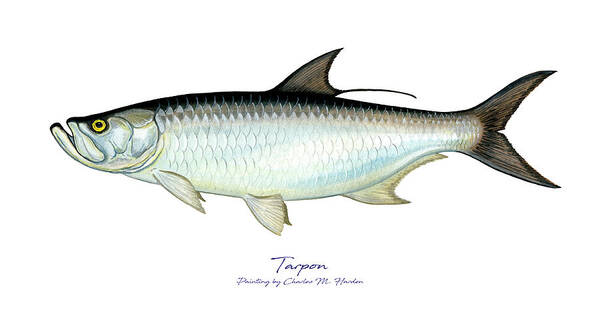 Charles Harden Art Print featuring the painting Tarpon by Charles Harden