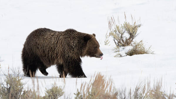 Grizzly Art Print featuring the photograph Tasting The Air by Patrick Nowotny
