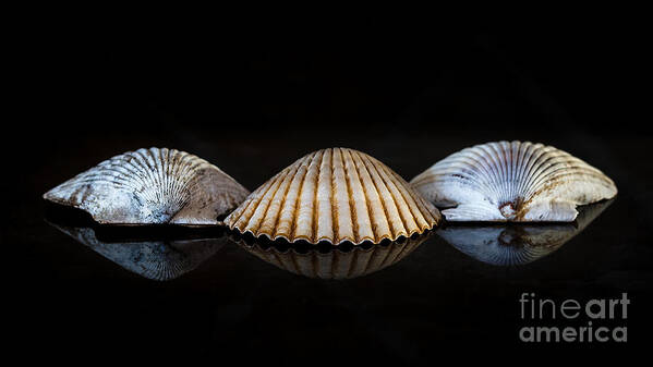 Photography Art Print featuring the photograph Three Scallops by Alma Danison