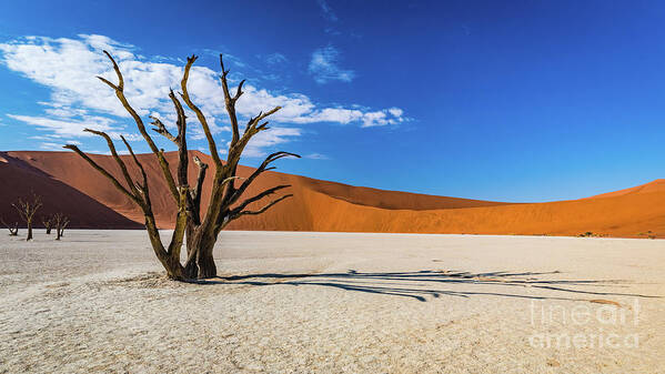 Deadvlei Art Print featuring the photograph Tree and shadow in Deadvlei, Namibia by Lyl Dil Creations
