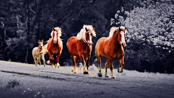 Clydesdale Art Print featuring the photograph Wait for Me Fellas 10 by Gary F Richards