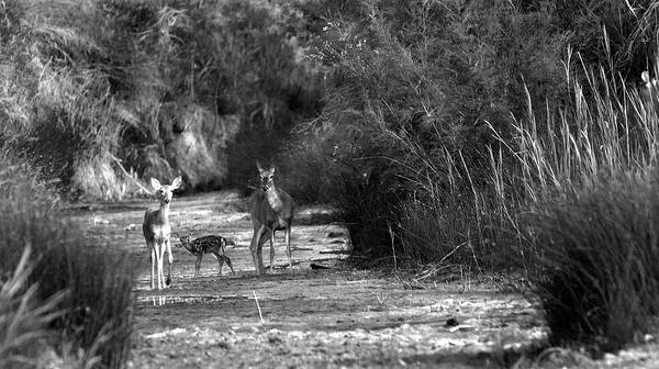 Richard E. Porter Art Print featuring the photograph Watering Hole - Deer, Palo Duro Canyon State Park, Texas by Richard Porter