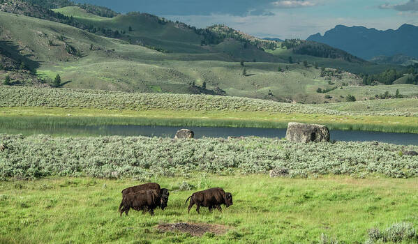 Yellowstone National Park Art Print featuring the photograph Where the Buffalo Roam by Marcy Wielfaert
