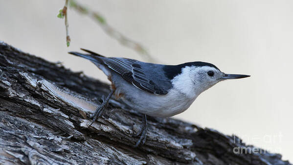 Bird Art Print featuring the photograph White-breasted Nuthatch by Robert WK Clark