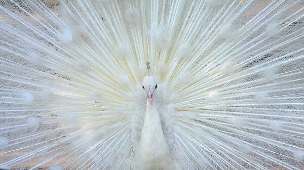 Animal Themes Art Print featuring the photograph White Peacock by Zahoor Salmi