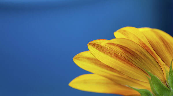 Clear Sky Art Print featuring the photograph Yellow Flower by Www.asif-ali.com