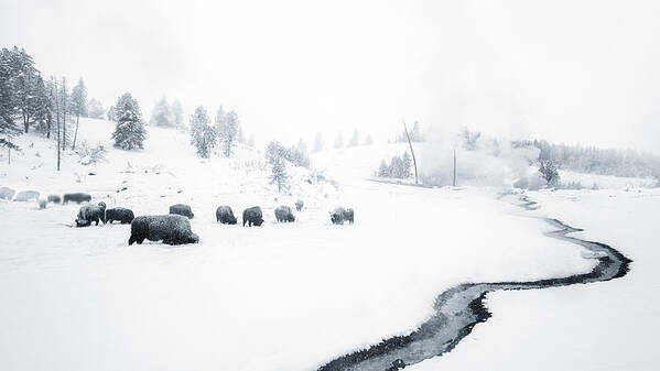 Yellowstone Art Print featuring the photograph Yellowstone Winter Scene 3 by Siyu And Wei Photography