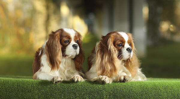 Pets Art Print featuring the photograph Cavalier king charles spaniels #1 by Sergey Ryumin