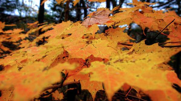 Leaves Art Print featuring the photograph Fall Leaves #1 by George Taylor